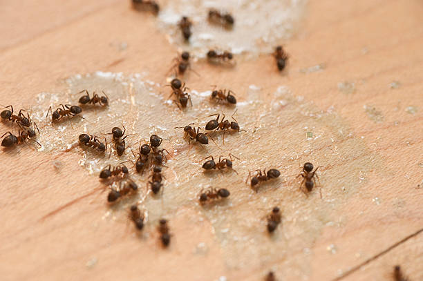 Best Pest Prevention Services  in Martinez, CA