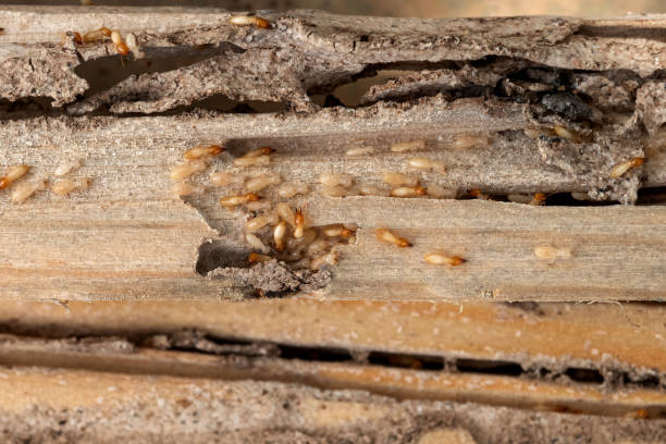 Spider Control Near Me in Martinez, CA